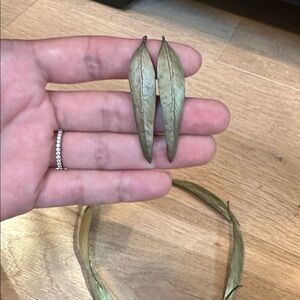 Michael Michaud Eucalyptus Earrings